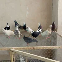 کبوتر اوچان،بازیدار