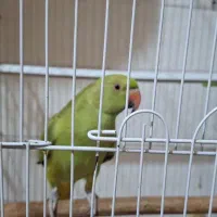 طوطی ملنگو گم شده