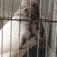 کبوتر طوقی نر هفت رنگ