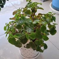 گلدان بگونیا عروس