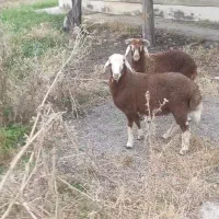 بره نر