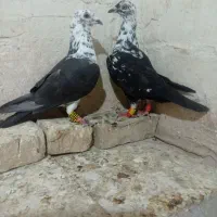 کبوتر سینه سفید