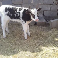 گوساله|حیوانات مزرعه|بوژگان, |دیوار