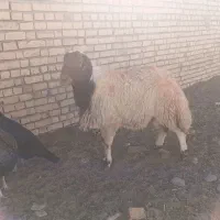 دوراس شیشک درجه یک برای تخم|حیوانات مزرعه|سده (خراسان جنوبی), |دیوار