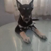 فروش توله سگ اصیل|سگ|شاهرود, |دیوار