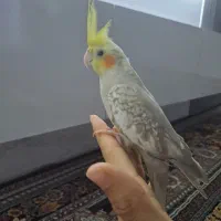 عروس هلندی گم شده در داود اباد