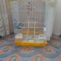 قفس عروس هلندی