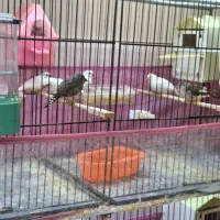 فنچ مولد|پرنده|ارومیه, |دیوار