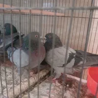 گروهان سبز پرشی