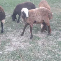 دو عدد بره نروماده