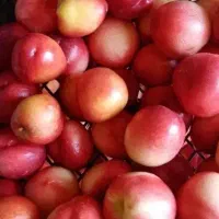 پیش فروش شلیل  سیبی حسن پوری