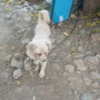 سگ پاکوتاه فک کوچیک 4میلیون تومان|سگ|رامیان, |دیوار