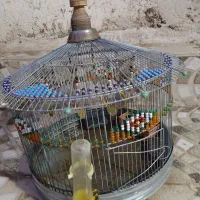 قفس پرنده