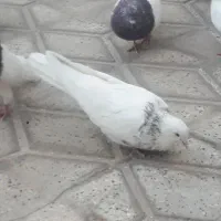 کبوترطوقی ماده