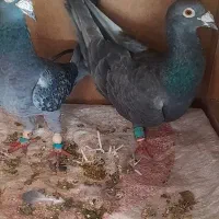 سلام خدمت دوستان عشقباز یک جفت المانی اس