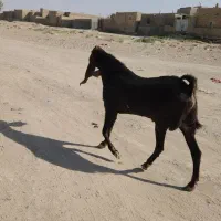 یک نر بز خوب برای نسل کشی