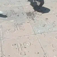 کفتر فروشی|پرنده|مشهد, توس (بلوار توس)|دیوار