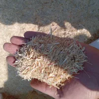 کاه دیم