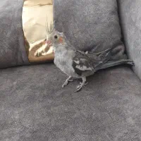 دو عروس هلندی|پرنده|اشتهارد, |دیوار