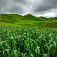 10هکتارکشاورزی،سند6دانگ،برق دردسترس