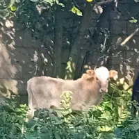 گوساله نر|حیوانات مزرعه|گوراب زرمیخ, |دیوار