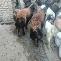 گوسفند|حیوانات مزرعه|رامیان, |دیوار