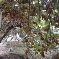 کیوی درجه یک سر درختی|عمدهفروشی|رشت, نامجو|دیوار