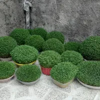 سبزه