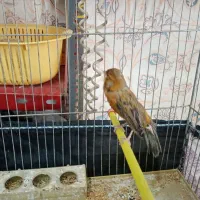 فروش جوجه قناری|پرنده|یزد, |دیوار