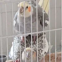 جفت عروس سر تخم