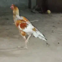 خروس|حیوانات مزرعه|ایرانشهر, |دیوار