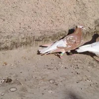 کفترهفترنگ دم سفید