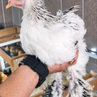 مرغ و خروس برهما