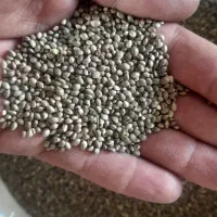 شاهدانه ریز سراب برای سهره وسهره قناری