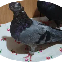 سبز آبادانی