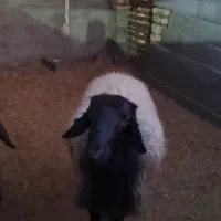 قوچ|حیوانات مزرعه|اصفهان, براآن شمالی|دیوار