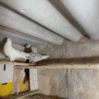 کبوتر پرشی|پرنده|سراب, |دیوار