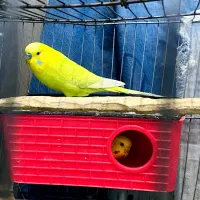 مرغ عشق|پرنده|مریوان, |دیوار