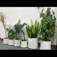 فروش گل و گلدان