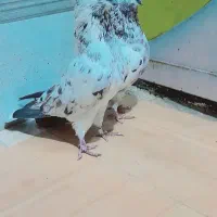 کبوتر|پرنده|فاضل آباد, |دیوار