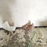 چند جفت تکی و کلی