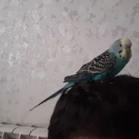 مرغ عشق دستی|پرنده|اندیشه, اندیشه فاز ۵|دیوار