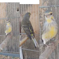 یاسمین قناری وسینه سرخ قناری وگلبسرقناری وسهره