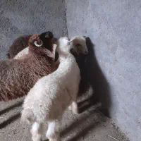 بره نره