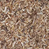 لارو مگس سرباز