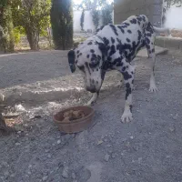 سگ دالمیشن و سرابی