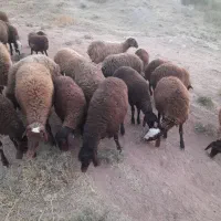 ۳۸تا بره در حد شیشک