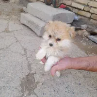 سگ خانگی توافقی