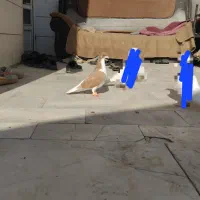 جوجه خال دم و ساده زرد