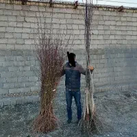 درختان مثمر نهالستان بادام|خدمات باغبانی و درختکاری|فارسان, |دیوار